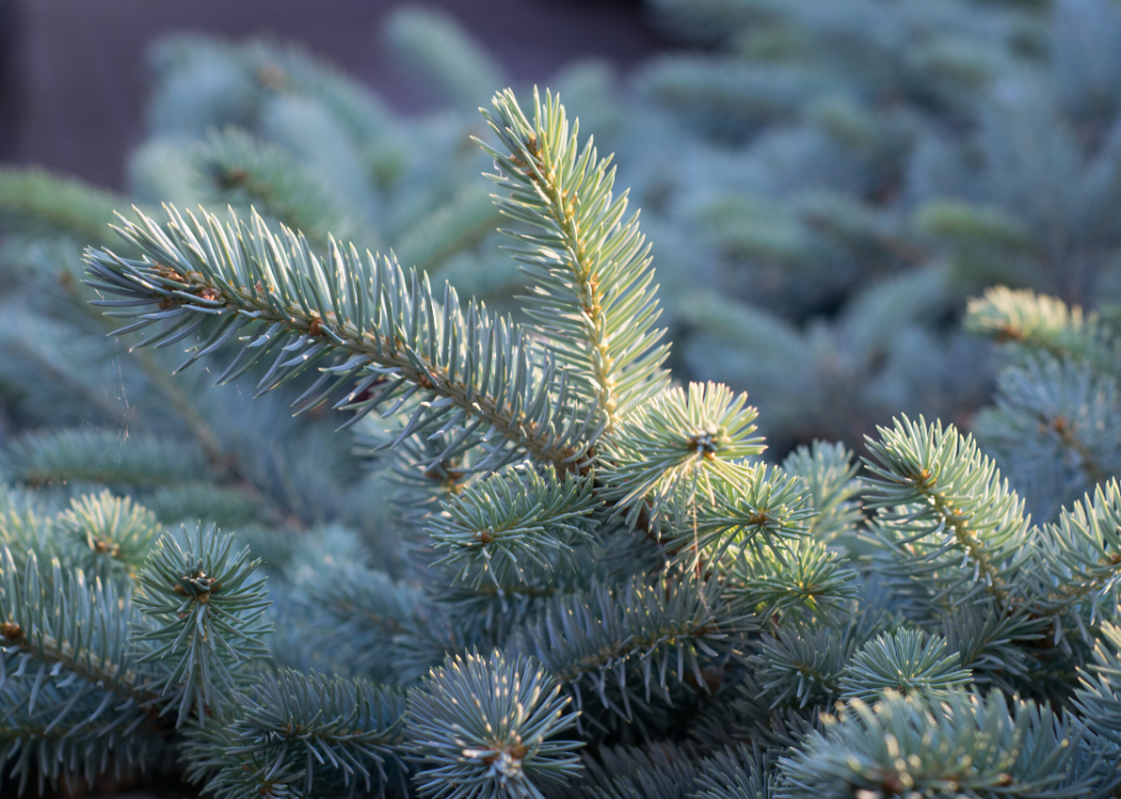Clue: Tree #5